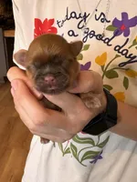 Freddie, a male Shih Tzu for sale in Leetonia, OH – Photo 2 of 4