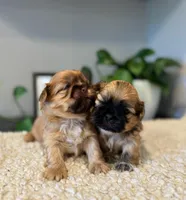 Freddie, a male Shih Tzu for sale in Leetonia, OH – Photo 2 of 5