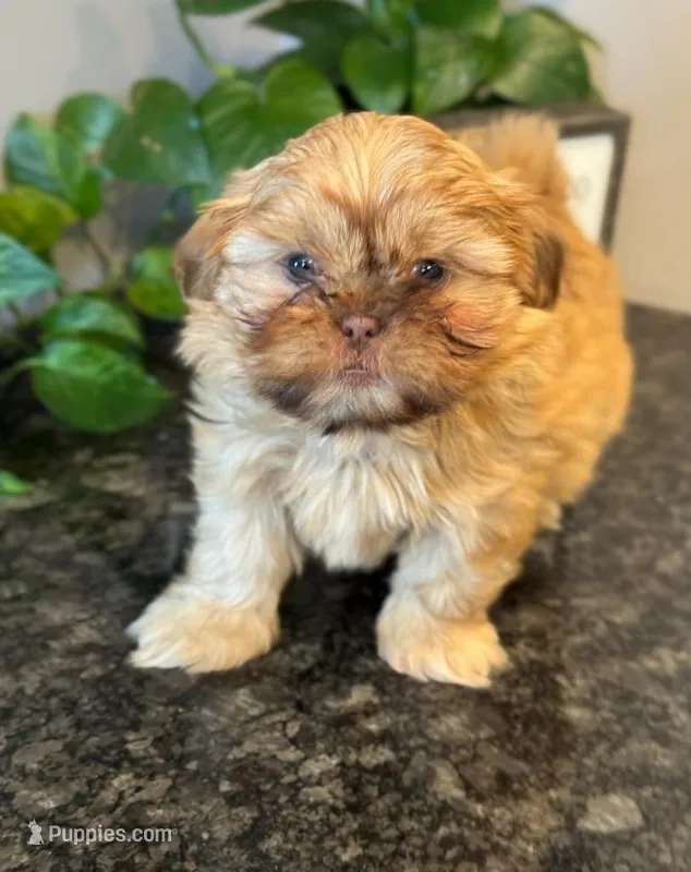 Freddie – Shih Tzu puppy for sale in Leetonia, OH