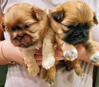 Freddie, a male Shih Tzu for sale in Leetonia, OH – Photo 3 of 5