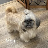 Freddie, a male Shih Tzu for sale in Leetonia, OH – Photo 4 of 5