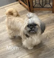 Freddie, a male Shih Tzu for sale in Leetonia, OH – Photo 3 of 4