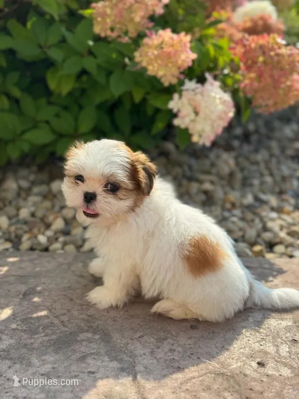 Joey – Shih Tzu puppy for sale in Leetonia, OH