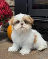 Jewel , a female Shih Tzu for sale in Leetonia, OH – 2 of 5
