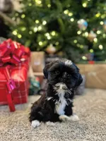 Baby Boo, a female Shih Tzu for sale in Leetonia, OH – 1 of 1