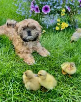 Freida, a female Shih Tzu for sale in Leetonia, OH – 3 of 8