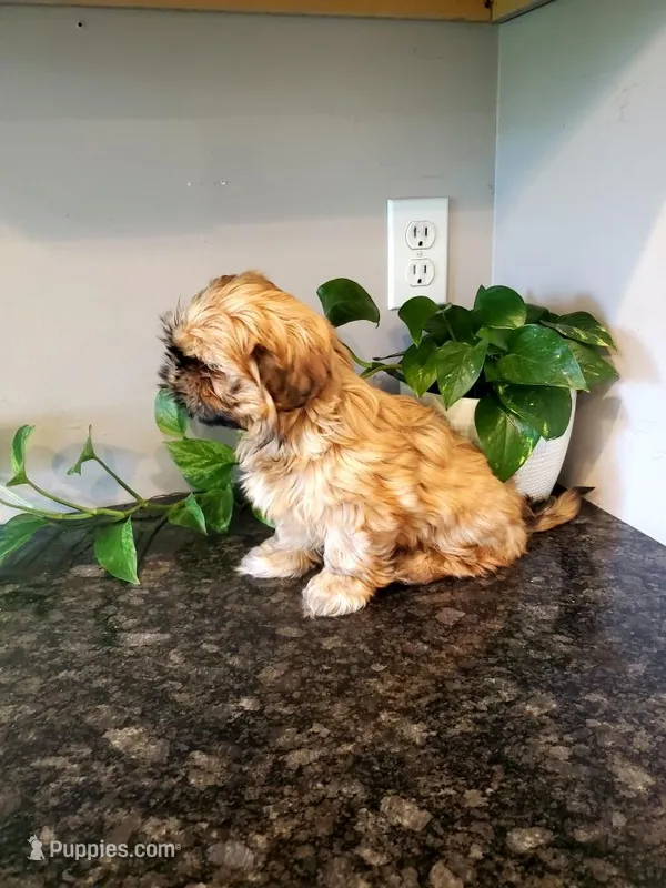 Freida – Shih Tzu puppy for sale in Leetonia, OH