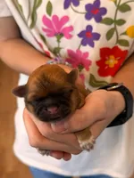 Freida, a female Shih Tzu for sale in Leetonia, OH – Photo 2 of 5