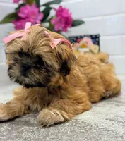 Freida, a female Shih Tzu for sale in Leetonia, OH – 6 of 8