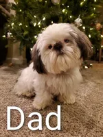 Freida, a female Shih Tzu for sale in Leetonia, OH – Photo 3 of 5