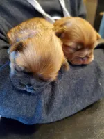 Freida, a female Shih Tzu for sale in Leetonia, OH – Photo 5 of 5