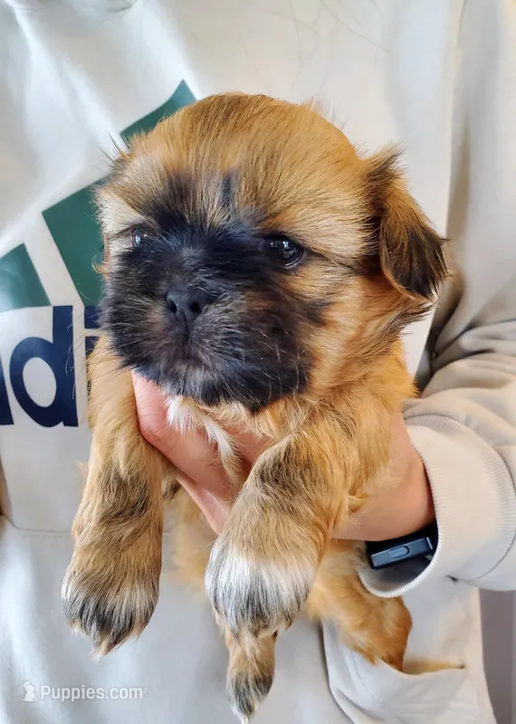Freida – Shih Tzu puppy for sale in Leetonia, OH