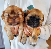 Freida, a female Shih Tzu for sale in Leetonia, OH – Photo 2 of 4