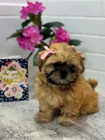 Freida, a female Shih Tzu for sale in Leetonia, OH – 5 of 8