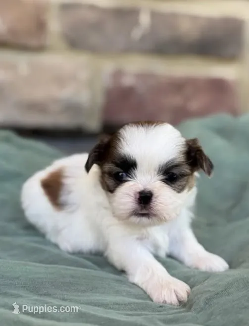 Julie – Shih Tzu puppy for sale in Leetonia, OH
