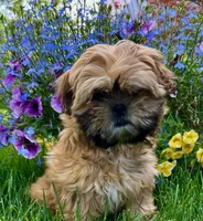 Freida, a female Shih Tzu for sale in Leetonia, OH – 2 of 8