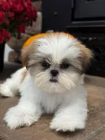 Julie, a female Shih Tzu for sale in Leetonia, OH – 4 of 5