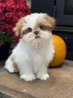 Jewel , a female Shih Tzu for sale in Leetonia, OH – 4 of 5