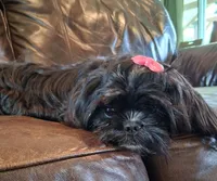 Baby Boo, a female Shih Tzu for sale in Leetonia, OH – 3 of 6