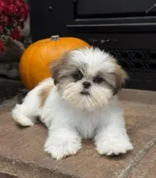 Julie, a female Shih Tzu for sale in Leetonia, OH – 2 of 5