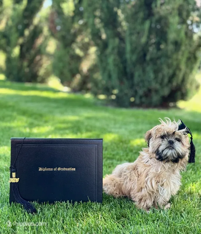 Freida – Shih Tzu puppy for sale in Leetonia, OH