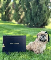Freida, a female Shih Tzu for sale in Leetonia, OH – 2 of 10