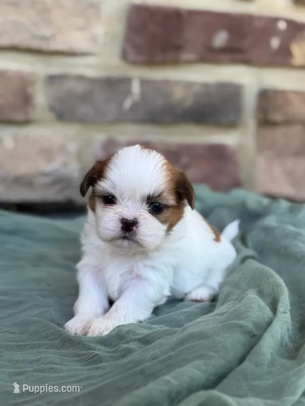 Joey – Shih Tzu puppy for sale in Leetonia, OH