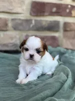 Joey, a male Shih Tzu for sale in Leetonia, OH – 1 of 2