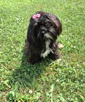 Baby Boo, a female Shih Tzu for sale in Leetonia, OH – 5 of 6