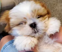Joey, a male Shih Tzu for sale in Leetonia, OH – 2 of 6