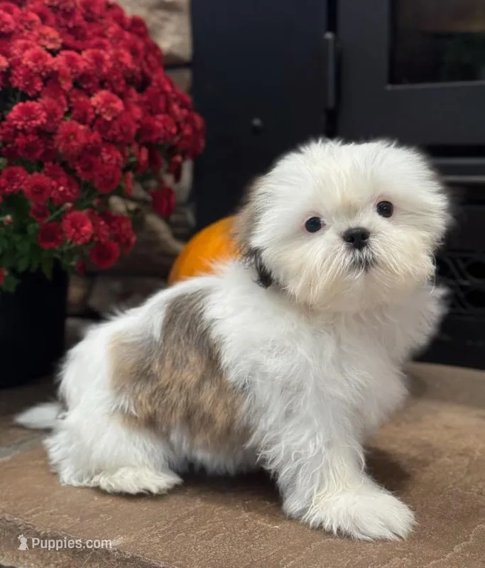 Jr. – Shih Tzu puppy for sale in Leetonia, OH