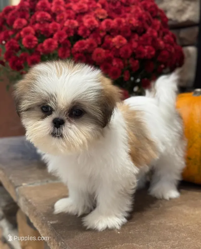 Julie – Shih Tzu puppy for sale in Leetonia, OH