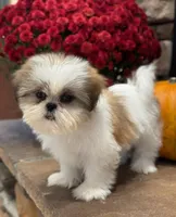 Julie, a female Shih Tzu for sale in Leetonia, OH – 1 of 5