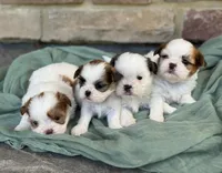 Julie, a female Shih Tzu for sale in Leetonia, OH – 2 of 2