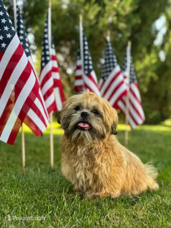 Freida – Shih Tzu puppy for sale in Leetonia, OH