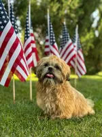 Freida, a female Shih Tzu for sale in Leetonia, OH – 1 of 10