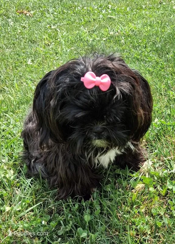 Baby Boo – Shih Tzu puppy for sale in Leetonia, OH
