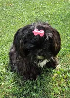 Baby Boo, a female Shih Tzu for sale in Leetonia, OH – 1 of 6