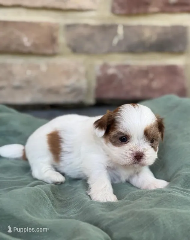 Jewel  – Shih Tzu puppy for sale in Leetonia, OH