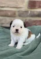 Jr., a male Shih Tzu for sale in Leetonia, OH – 1 of 2