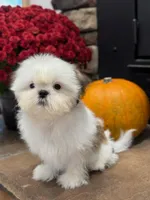 Jr., a male Shih Tzu for sale in Leetonia, OH – 2 of 5