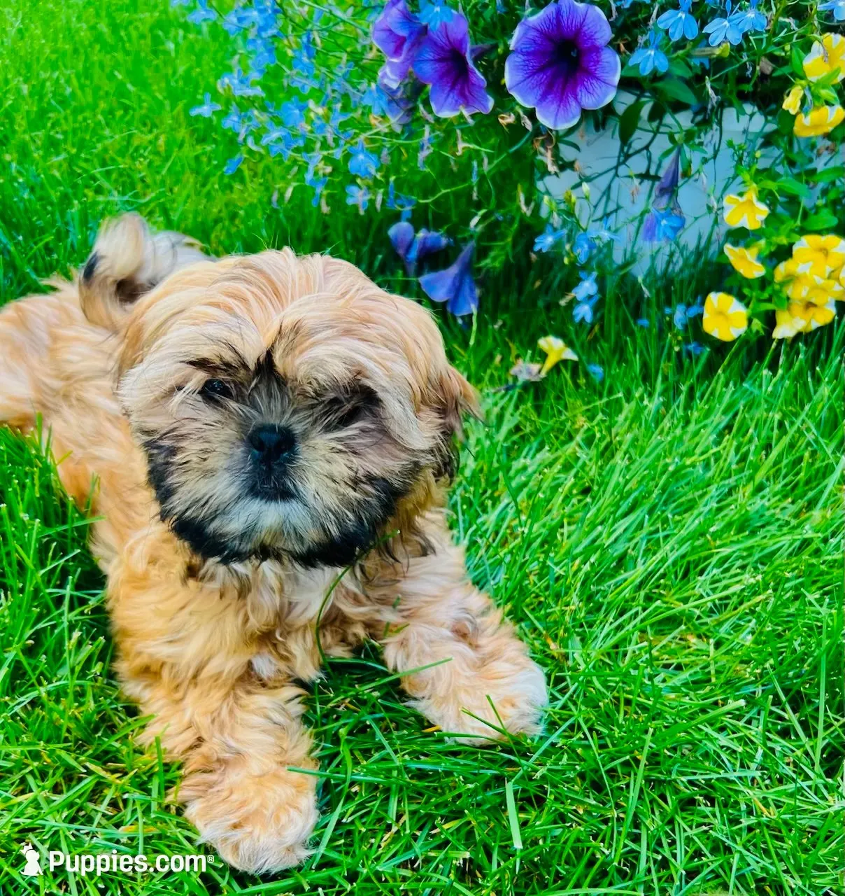 Freida, a female Shih Tzu for sale in Leetonia, OH – 6 of 10