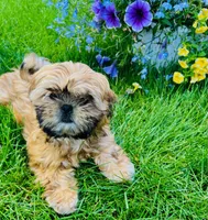 Freida, a female Shih Tzu for sale in Leetonia, OH – 4 of 8
