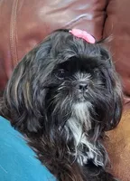 Baby Boo, a female Shih Tzu for sale in Leetonia, OH – 2 of 6