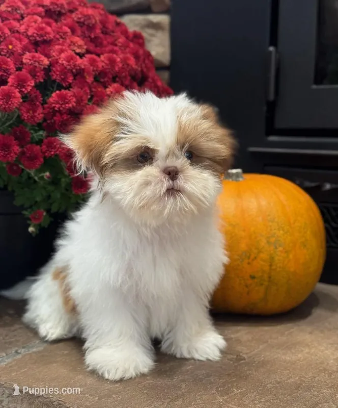 Jewel  – Shih Tzu puppy for sale in Leetonia, OH