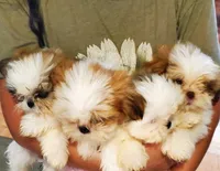 Jr., a male Shih Tzu for sale in Leetonia, OH – 5 of 5