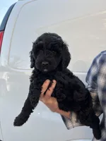 Girl, a female Bernedoodle for sale in Corryton, TN – Photo 2 of 6
