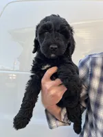 Girl, a female Bernedoodle for sale in Corryton, TN – Photo 6 of 6
