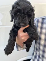 Girl, a female Bernedoodle for sale in Corryton, TN – Photo 3 of 6