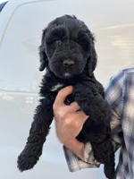 Girl, a female Bernedoodle for sale in Corryton, TN – Photo 4 of 6